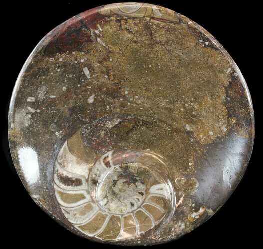 -/ Fossil Goniatite Dish - Stoneware #49403